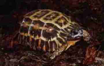 Flat-tailed tortoise(Pyxis planicauda ) or Kapidolo