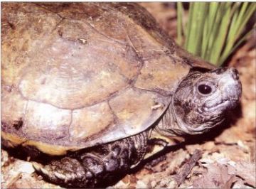 The Arakan Forest Turtle (Heosemys depressa)