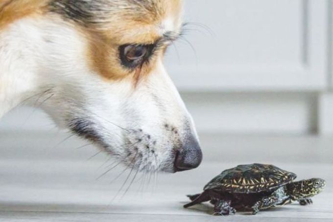 A dog with a special mission: Rexa and a European Pond Terrapin
