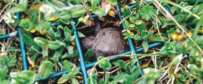 European Pond Terrapin