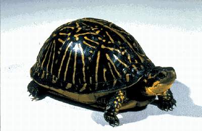 The Florida Box Turtle (Terrapene carolina bauri)