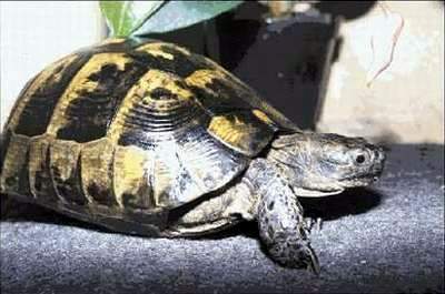 Asia Minor Spur-thighed Tortoise