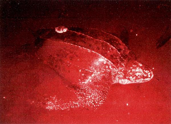 A Leatherback Turtle is outfitted with a satellite transmitter in Panama in 2016