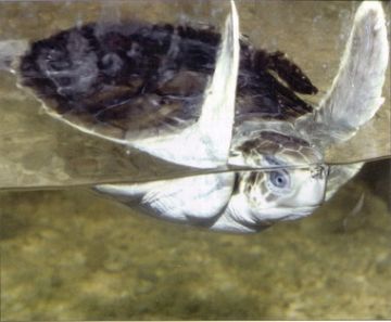 The rare and endangered Australian Flat-backed Turtle (Natator depressus - Fomerly Chelonia depressa) Photograph: Don Freeman