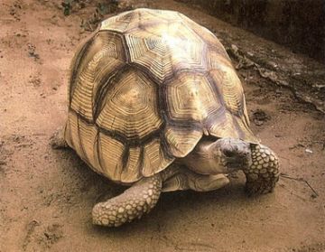 The Angonoka or Ploughshare Tortoise of Madagascar (Geochelone yniphora)