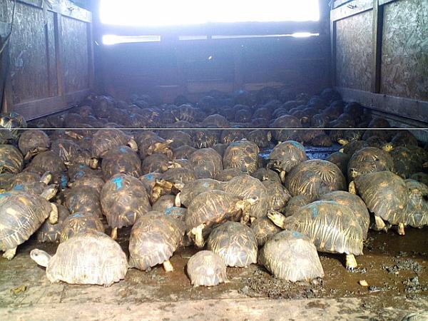 Rescued Radiated Tortoises