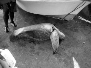 An adult female green turtle awaiting butchery after being caught by lobster fishermen in the Turks & Caicos Islands.