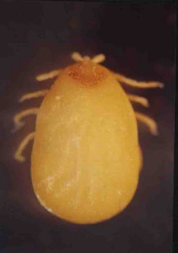 Fig.4: Amblyomma testudinarum (female). Dorsal view