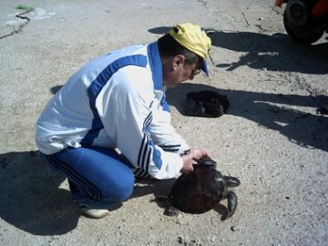 Photo 2. Adib Saad tagging a juvenile green turtle.