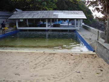 The breeding sea turtle pond at Phuket Marine Biological Center. Photo by Monica Aureggi.