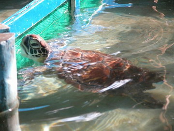Green turtle in captivity.