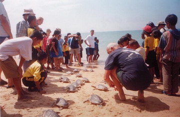 Sea Turtle releasing ceremony at Phra Thong island 2002, Thailand.