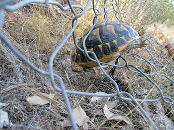 Photo 3. A Hermann’s tortoise entangled in wire fencing.