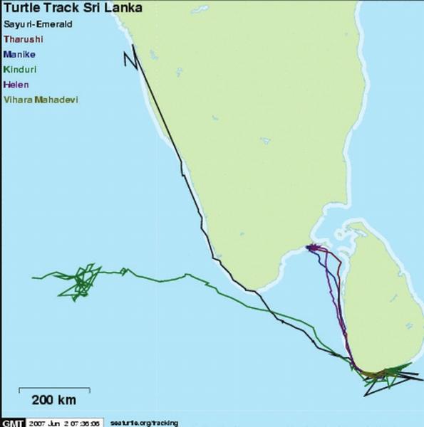 Turtle Migration Routes