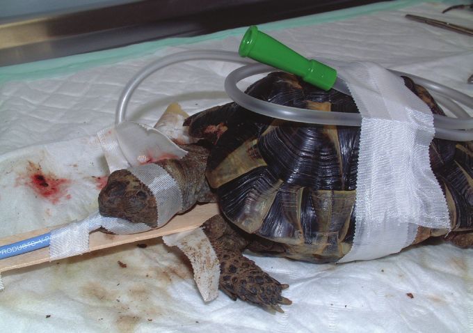 Fig. 6. Placement of oesophageal feeding tube in the anaesthetised tortoise.