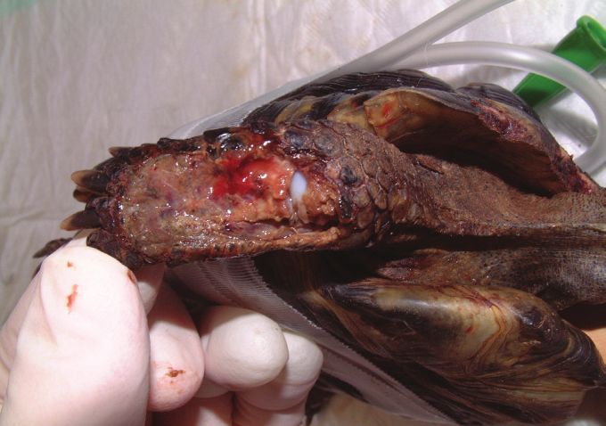 Fig. 4. Close up of extensive leg injuries in the anaesthetised tortoise (day 2).