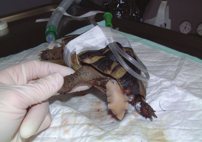 Fig. 7. Application of Comfeel dressing to the tail wound.