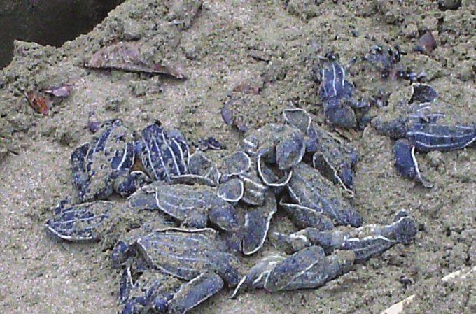 Figure 2. Leatherback hatchlings hand-removed from a newly hatched nest (all alive). Photo by Linda Barclay.