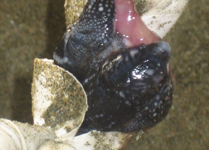 Figure 4. Hatchling being eased out of its shell.