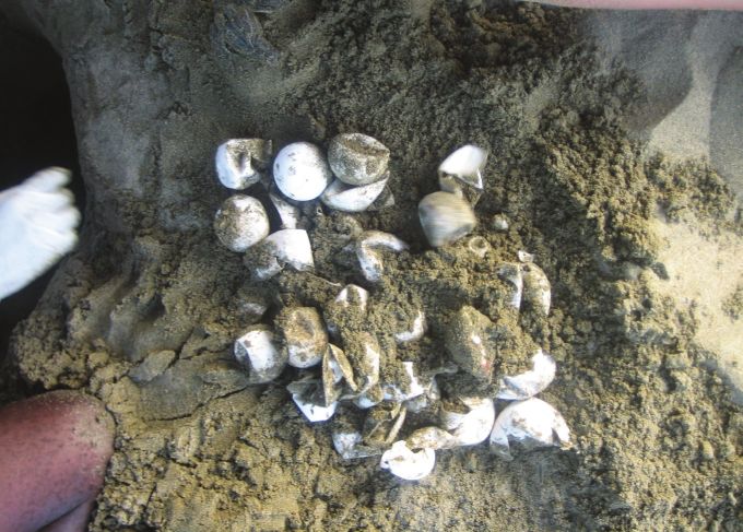 Figure 6. Hatched and un-hatched shells recovered from excavation of a newly hatched nest.