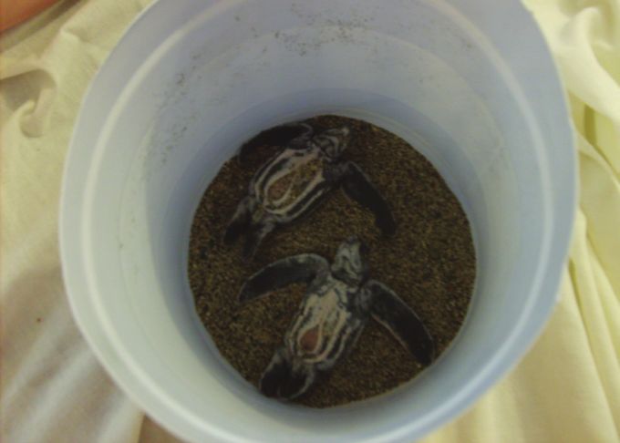Figure 8. Hatchlings in a bucket awaiting release, placed to show umbilical fontanel.