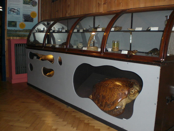 Fig. 4. Display of modern reptiles in the Natural History Gallery at Haslemere Educational Museum.