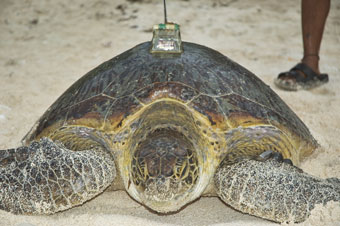 Fig 4. (a) First nesting green turtle fitted with a satellite transmitter on Gielop Island in 2005.