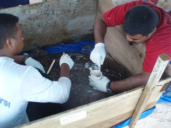 Fig. 4. (b) Field assistants attaching a satellite transmitter to a nesting green turtle on Gielop Island in 2007.