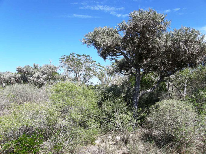 Fig. 3. (a) Coastal Dry Forest, south west Madagascar. (b) <I>P.a. brygooi</I> in situ. <I>Photos by R.C.J. Walker.</i>