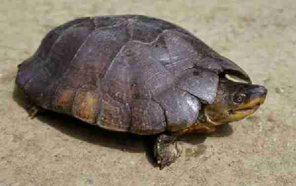 Fig. 1. The criticaly endangered Philippine forest turtle Siebenrockiella leytensis.