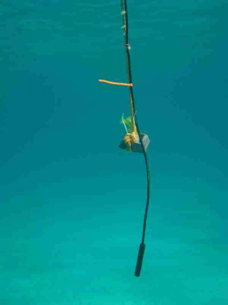 Fig. 2. Omnidirectional hydrophone in the water.