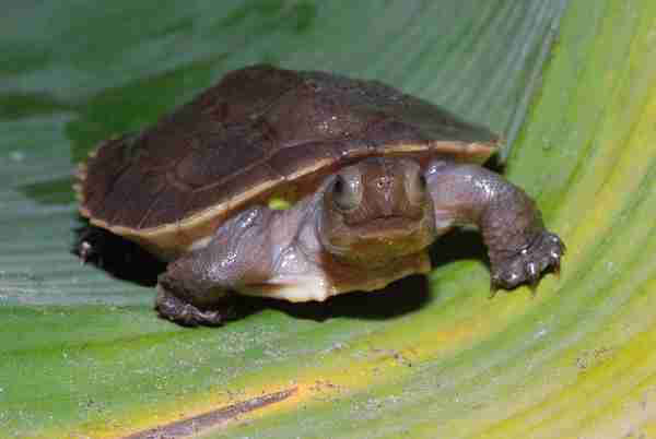 Fig. 4. Hatchling of the Sulawesi forest turtle (Leucocephalon yuwonoi). Photo by Hans-Dieter Philippen.
