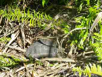 Fig. 14. Tortoise hidden in dense vegetation on the hill of North island, tortoise in the foreground.