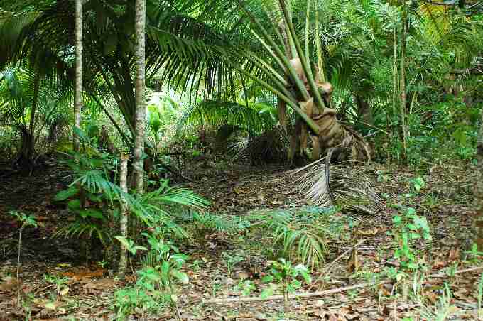 Fig. 4. Coconut woodland at Grande Barbe modified into open areas with endemic palm and tree seedlings (in foreground) by Arnold’s giant tortoises.