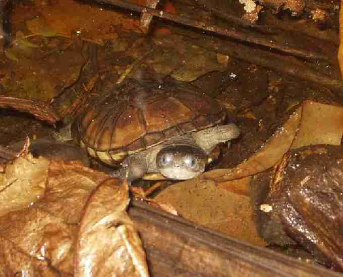 Fig. 5. Released juvenile black mud turtle.