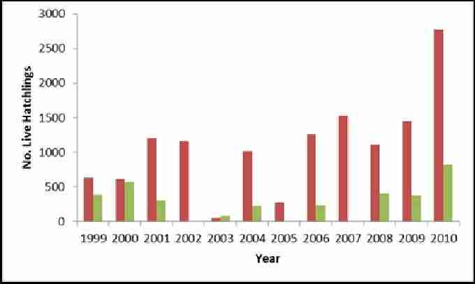 Fig. 10. Showing estimated number of live green and loggerhead hatchlings at Akrotiri 1999-2010. Red bars show estimated total number of live loggerhead hatchlings. Green bars show estimated number of live green hatchlings.