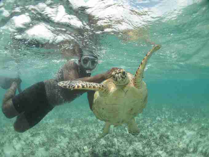 Fig. 4. Free-diver capturing a large juvenile hawksbill turtle (CCLmin=59.7cm) within the lagoon habitat.