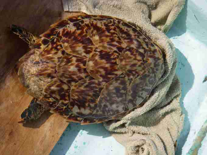 Fig. 5. Once on board the boat, captured turtles were covered with a wet towel and kept in the shade to minimise discomfort.