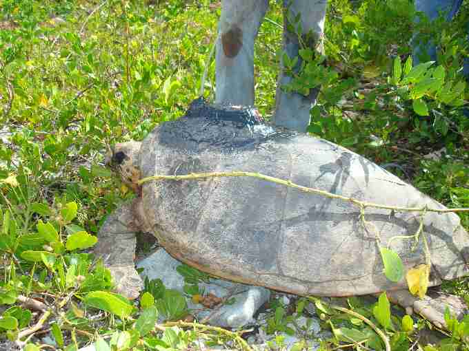 Fig. 3. Hawksbill nesting female tagged with a satellite transmitter in Saona in 2009 by the project team.