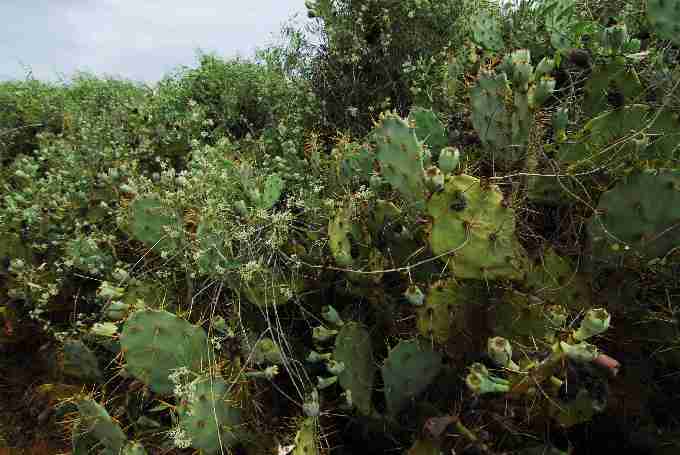 Fig. 7. (a) The invasive Opuntia spp. cactus now commonplace throughout much of south-west Madagascar.