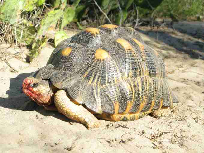 Fig. 7. (b) A radiated tortoise displaying the characteristic shell deformities associated with inappropriate diet and stained mouth parts as a result of feeding on Opuntia spp. fruit.