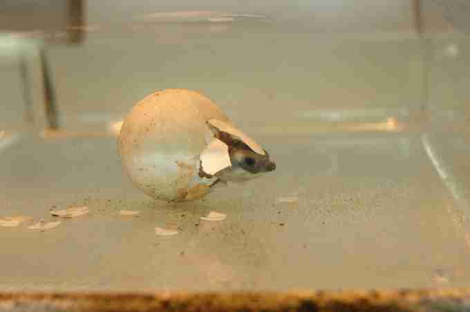 Fig. 4. A Pig nosed turtle Carettochelys insculpta hatching at Rotterdam Zoo under water. The author had the privilege to test incubation and hatching, making it possible to obtain this unique photograph of the process.