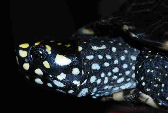 Fig. 6. Hamilton’s black pond turtle Geoclemys hamiltonii (ESF category A).